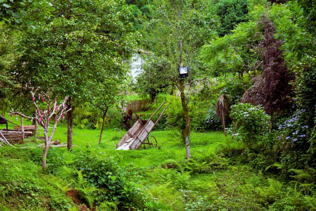 შუქურას პალმების ბილიკი