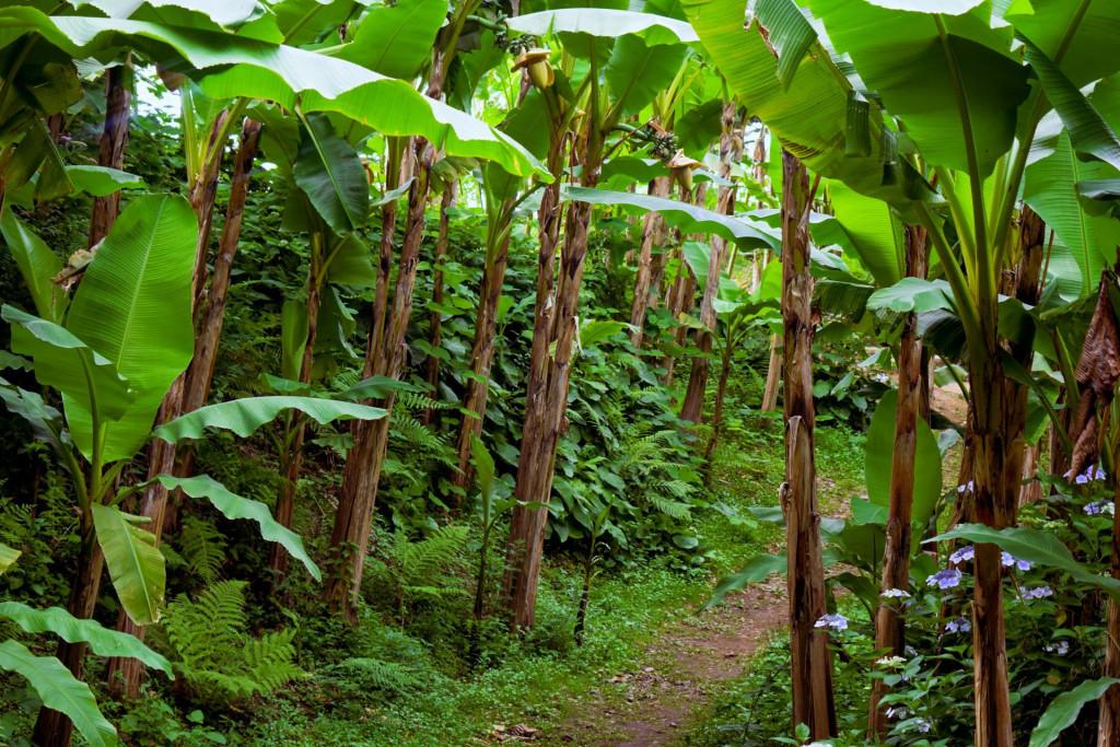 შუქურას პალმების ბილიკი