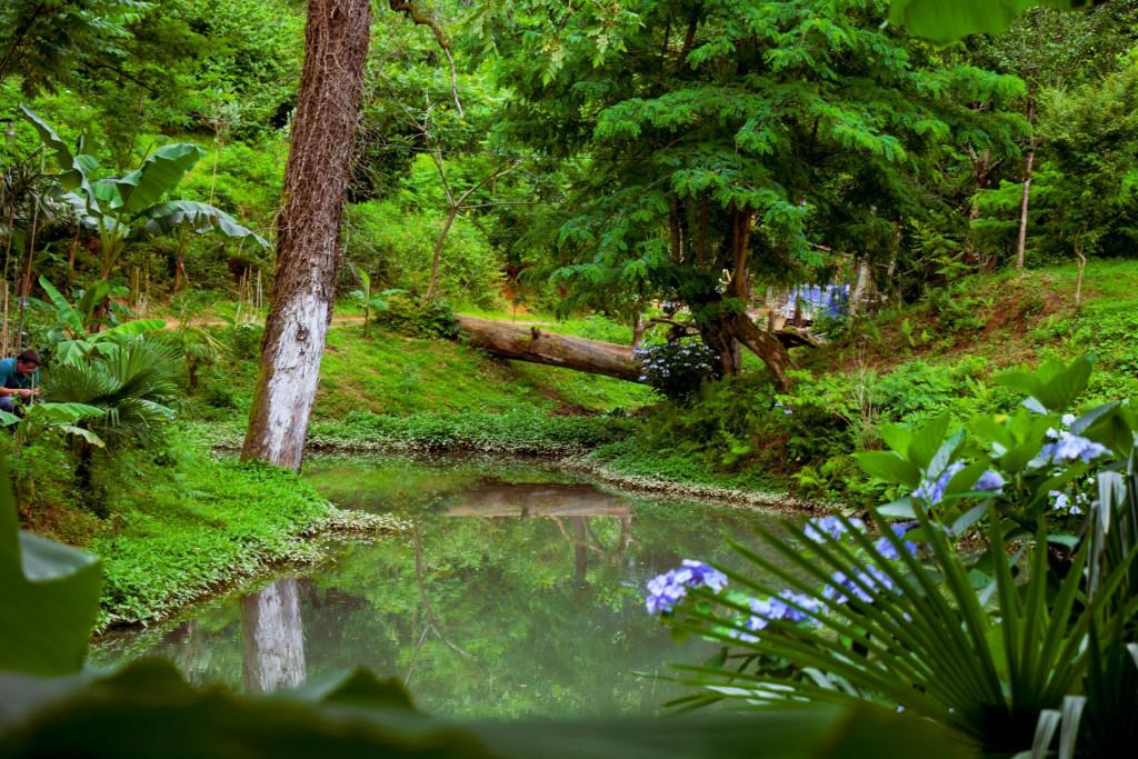 შუქურას პალმების ბილიკი