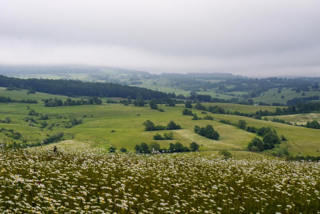 კორბოული