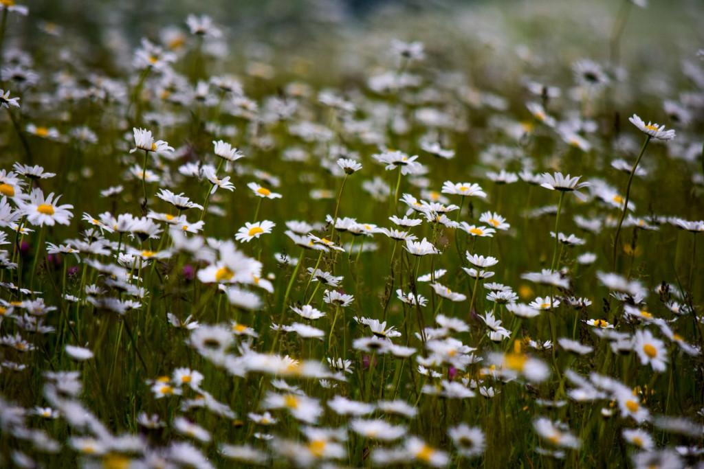 კორბოული