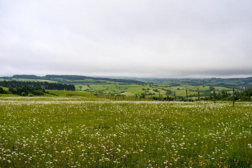 კორბოული