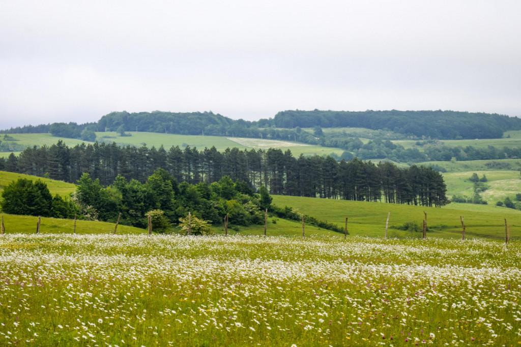 კორბოული