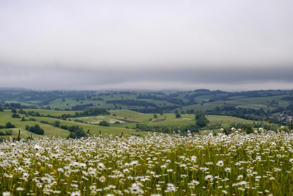 კორბოული