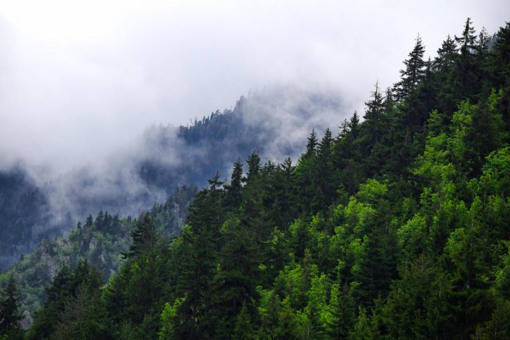 პარხალი