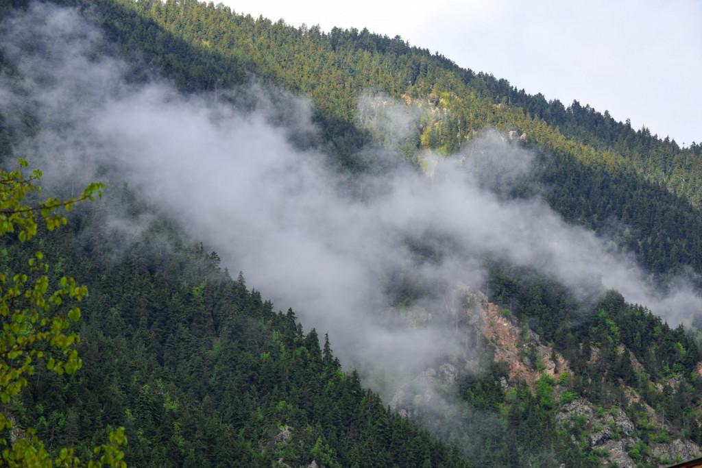 პარხალი