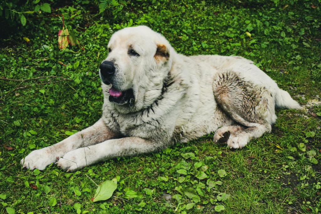 ხინოწმინდის საეპისკოპოსო ტაძარი