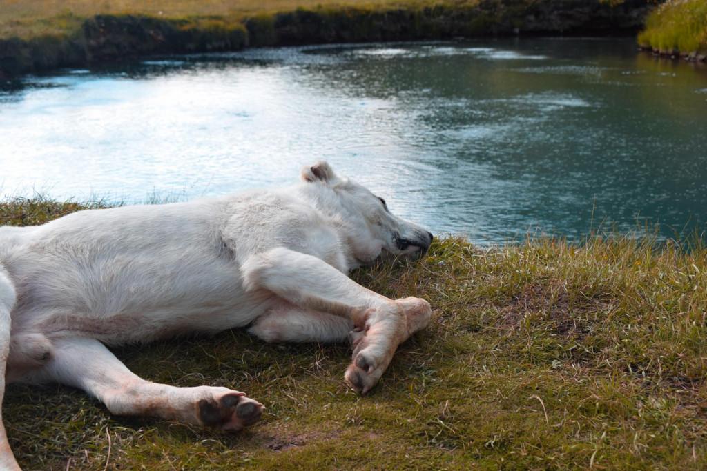 ბუყბუყას ტბა