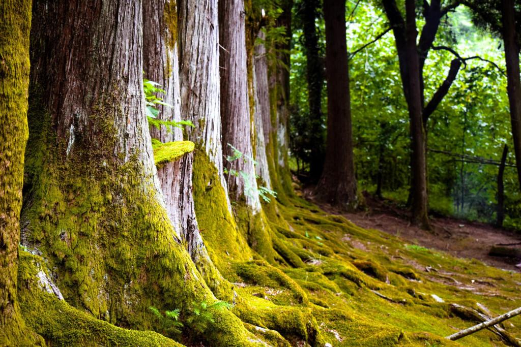 ლეღვას ესაძეების 160 წლის ხის ოდა