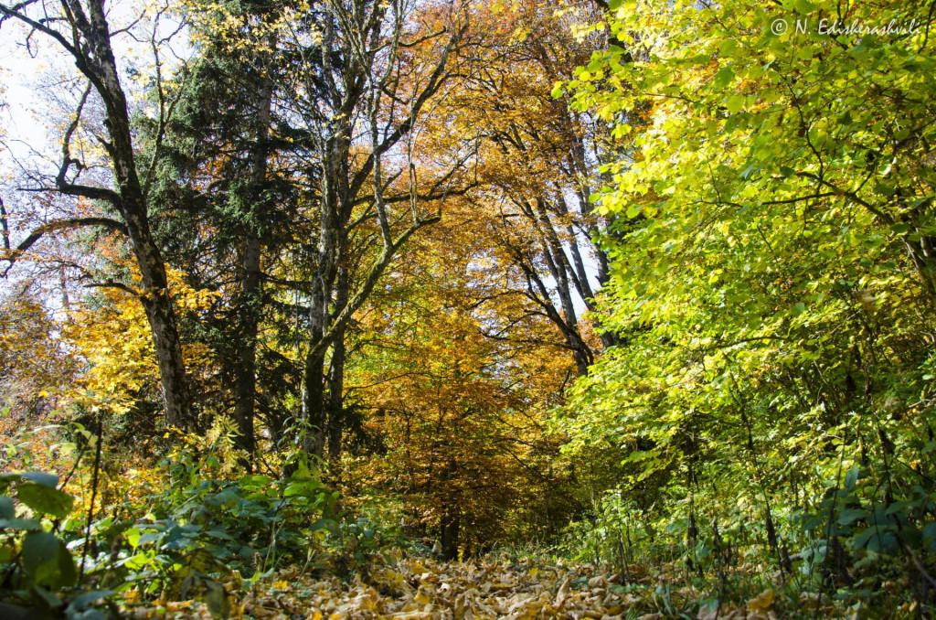 Enjoy the colors of Autumn on the Lomismta Hiking Trail