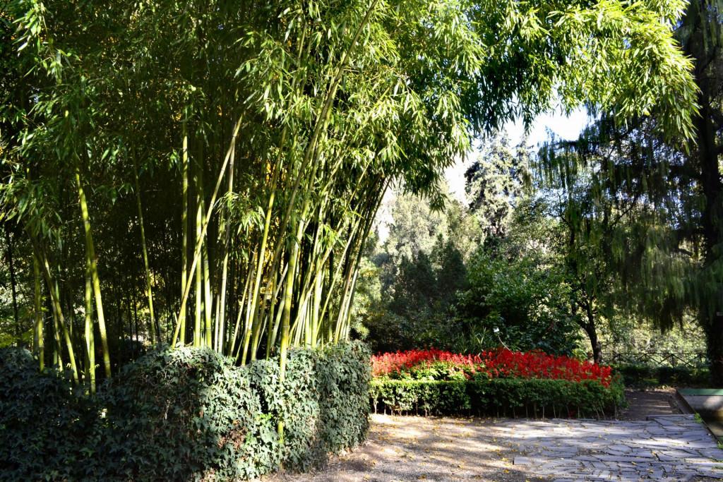 ბოტანიკური ბაღი - Botanical garden