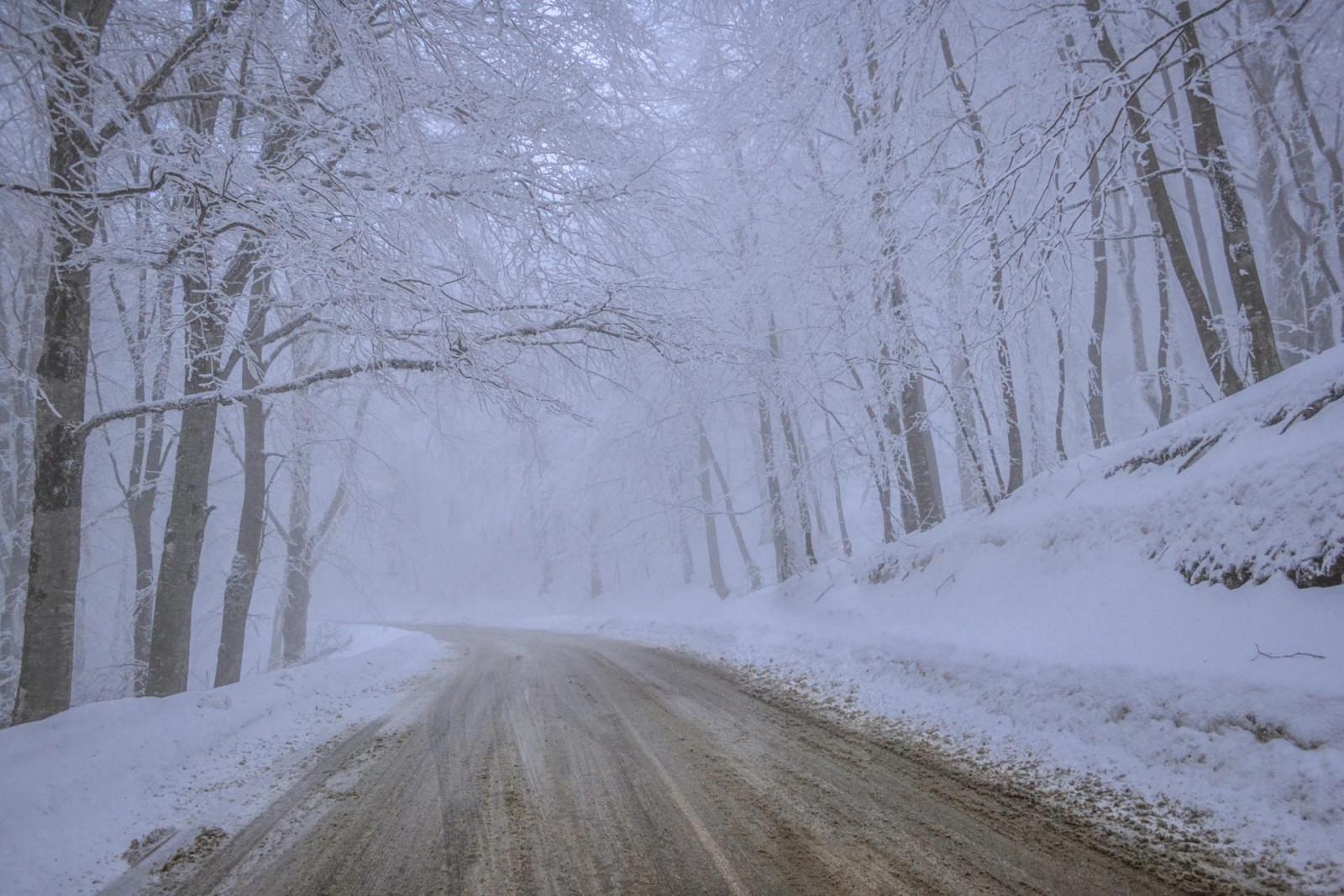 საბადურის ტყე, ზამთარი - Sabaduri forest, winter