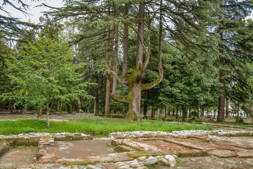 ზუგდიდის ბოტანიკური ბაღი, Zugdidi Botanical Garden