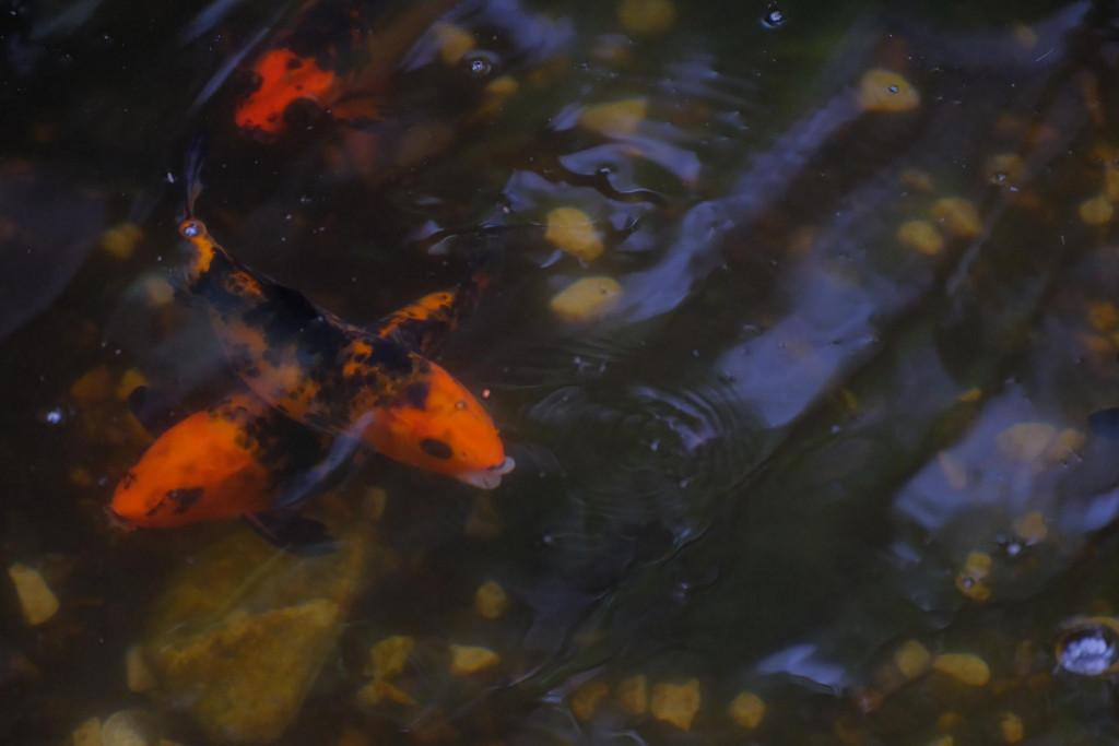 მუსიკოსთა პარკი