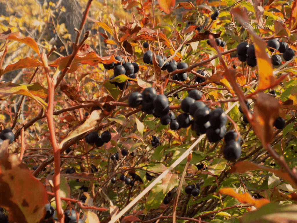 ლეირაყის ჩანჩქერი