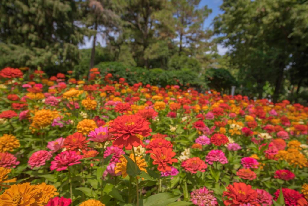 ბათუმის ბულვარი - Batumi Boulevard