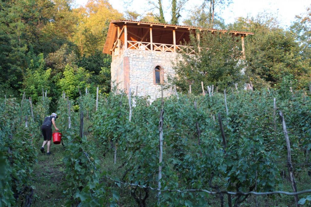 სად მელის მარანი Sad Meli Winery