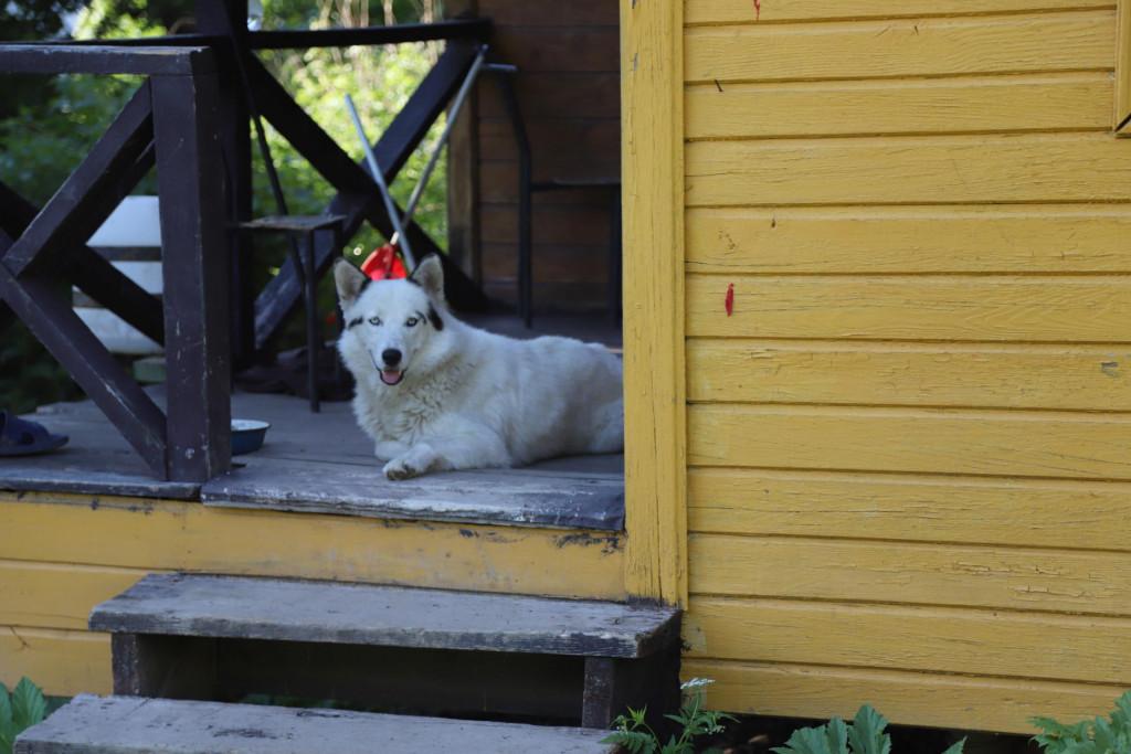 ტურისტული თავშესაფარი \