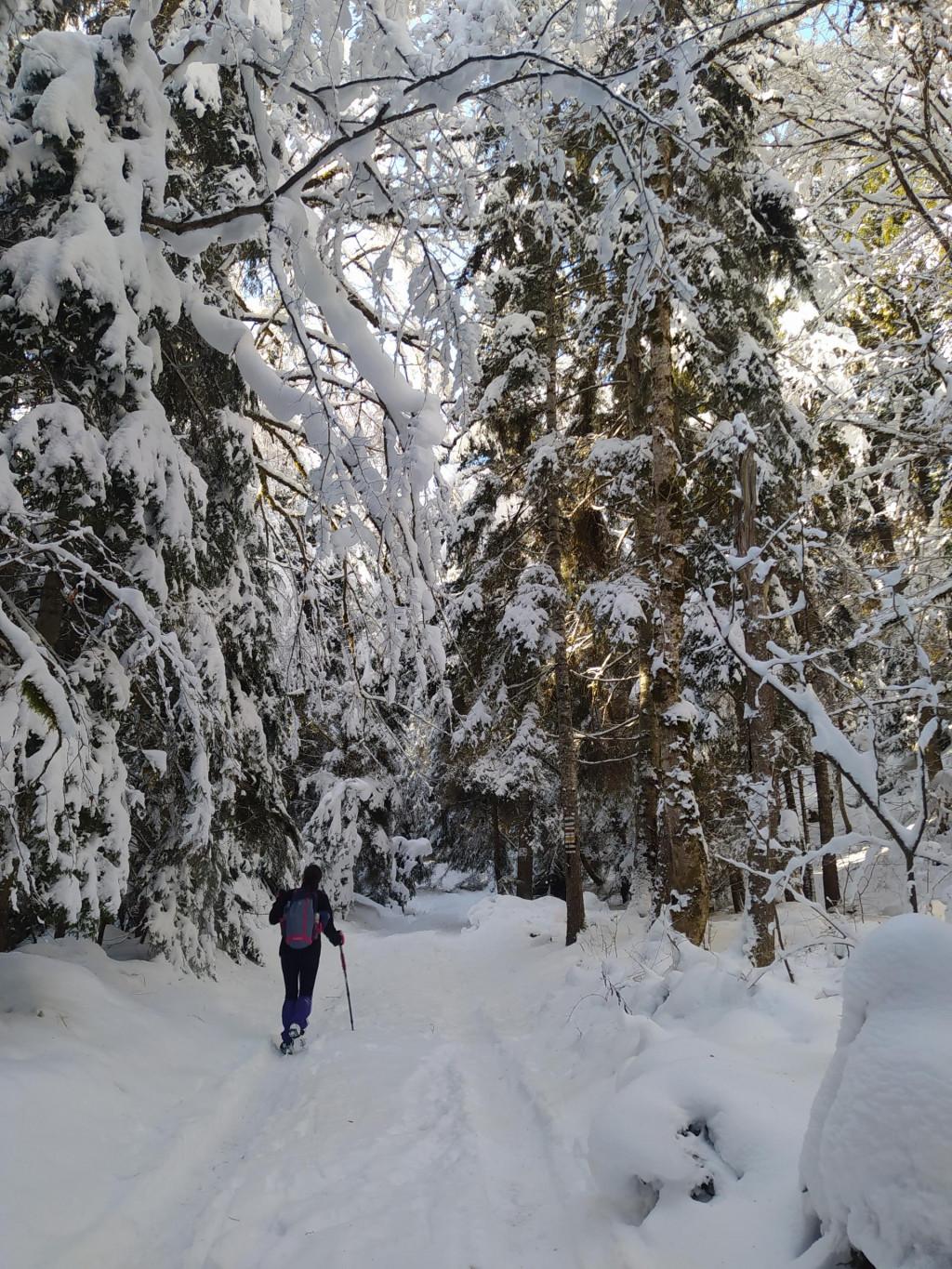 ნაკვალევის ბილიკი