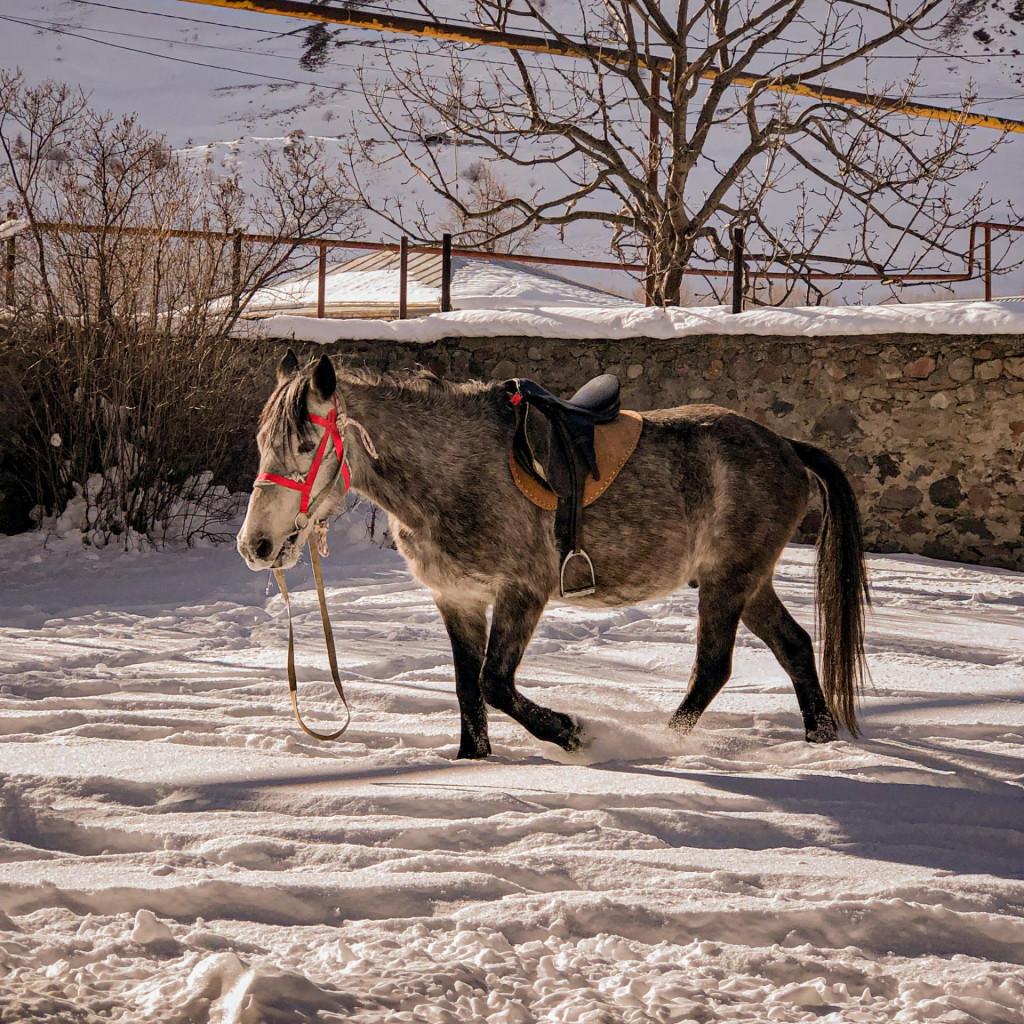 Horse riding in kazbegi