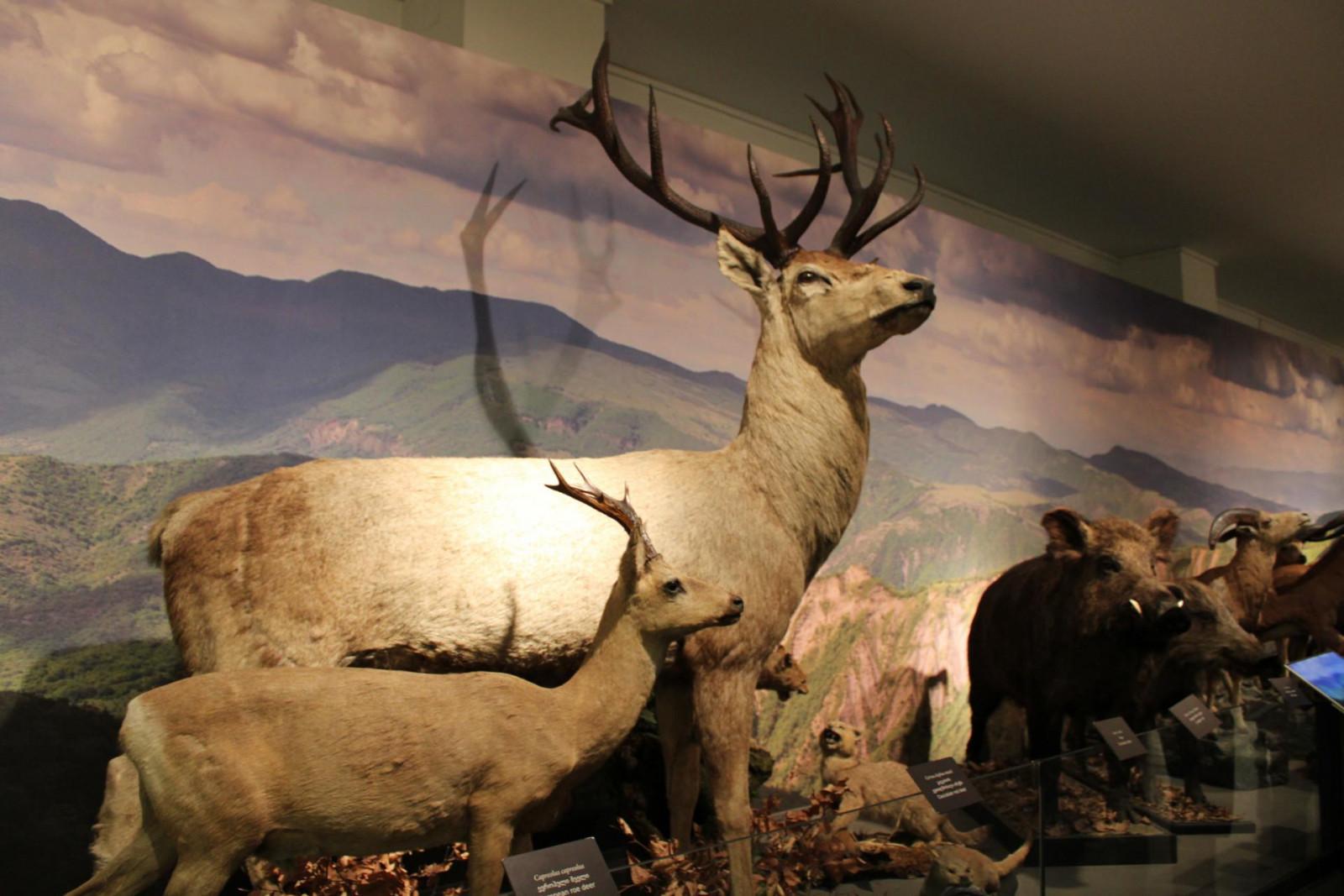 საქართველოს ეროვნული მუზეუმი