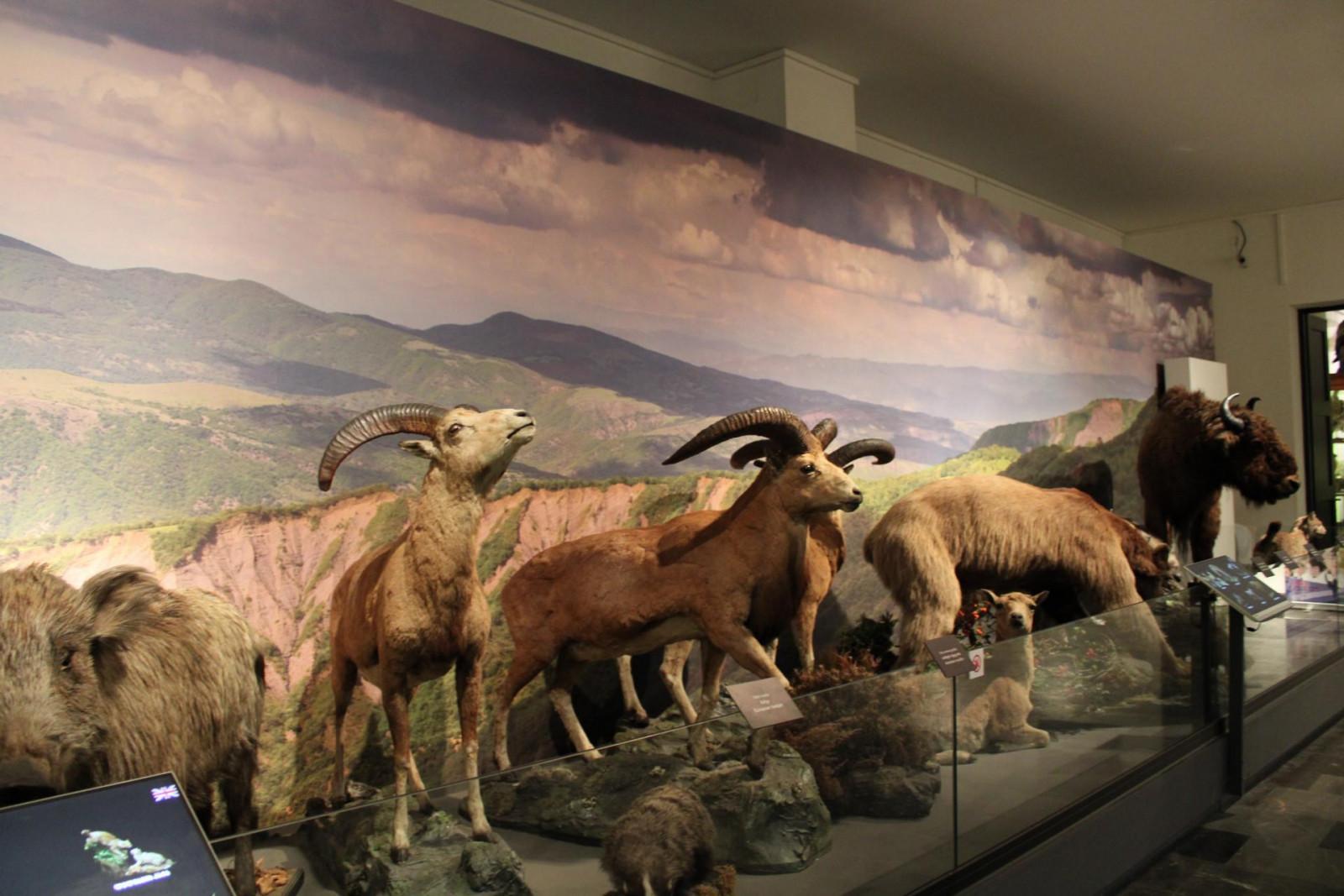 საქართველოს ეროვნული მუზეუმი