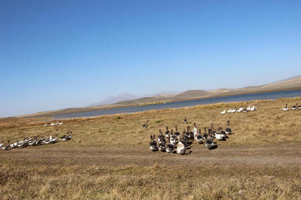 მადათაფის ტბა