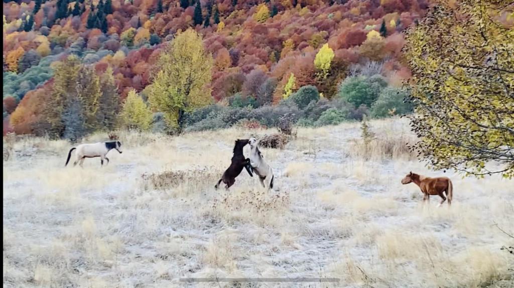 მთის რაჭა