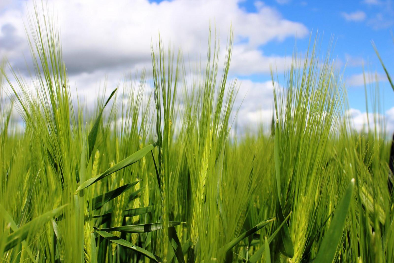 ჭაჭუნას აღკვეთილი