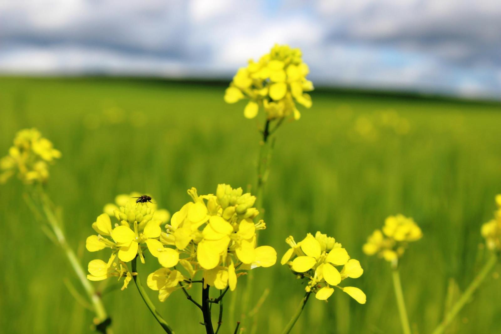 ჭაჭუნას აღკვეთილი