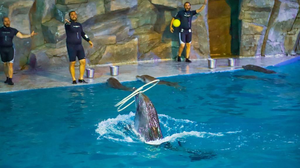 ბათუმის დელფინარიუმი Batumi Dolphinarium Батумский дельфинарий