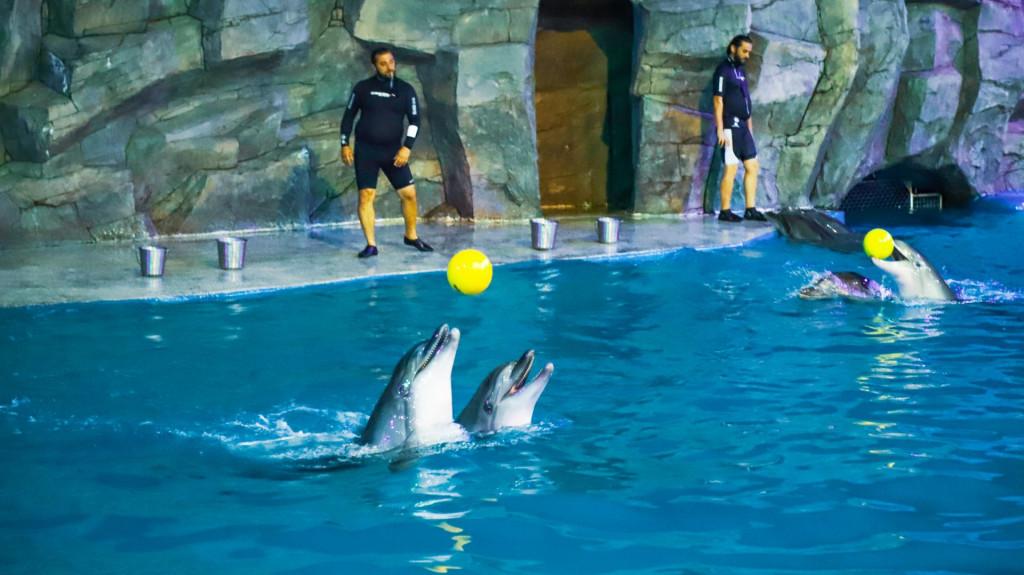 ბათუმის დელფინარიუმი Batumi Dolphinarium Батумский дельфинарий Дельфины