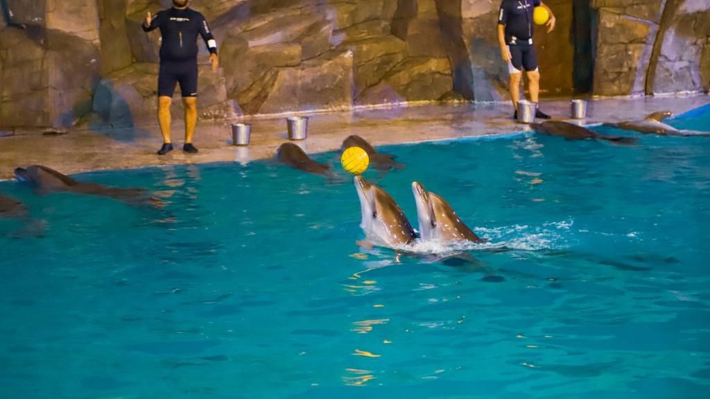 ბათუმის დელფინარიუმი Batumi Dolphinarium Батумский дельфинарий Dolphins Дельфины