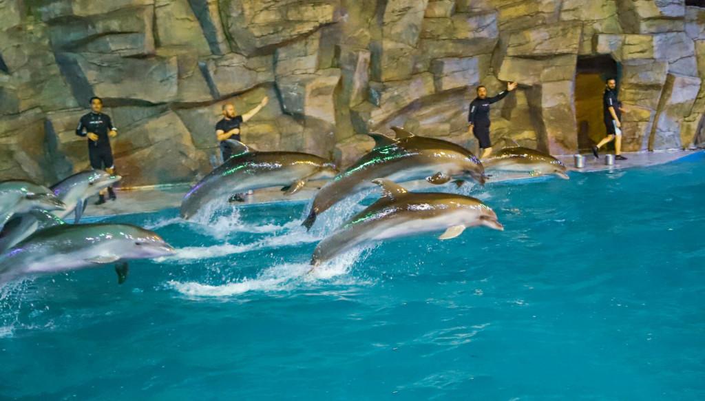 ბათუმის დელფინარიუმი Batumi Dolphinarium Батумский дельфинарий Dolphins Дельфины