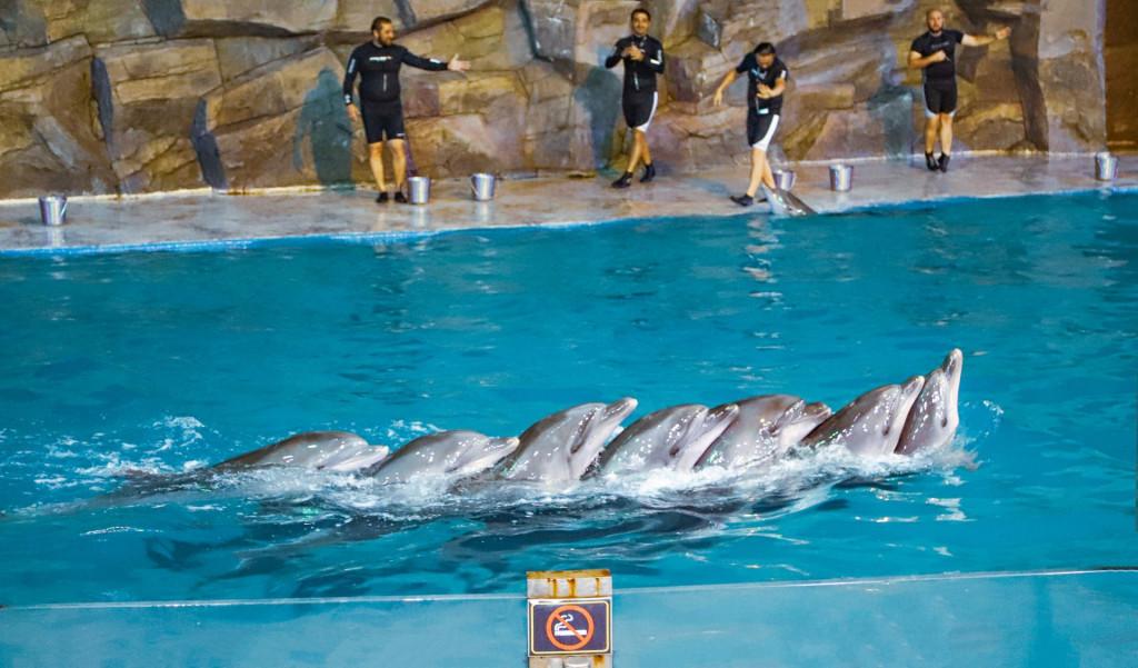 ბათუმის დელფინარიუმი Batumi Dolphinarium Батумский дельфинарий Dolphins Дельфины