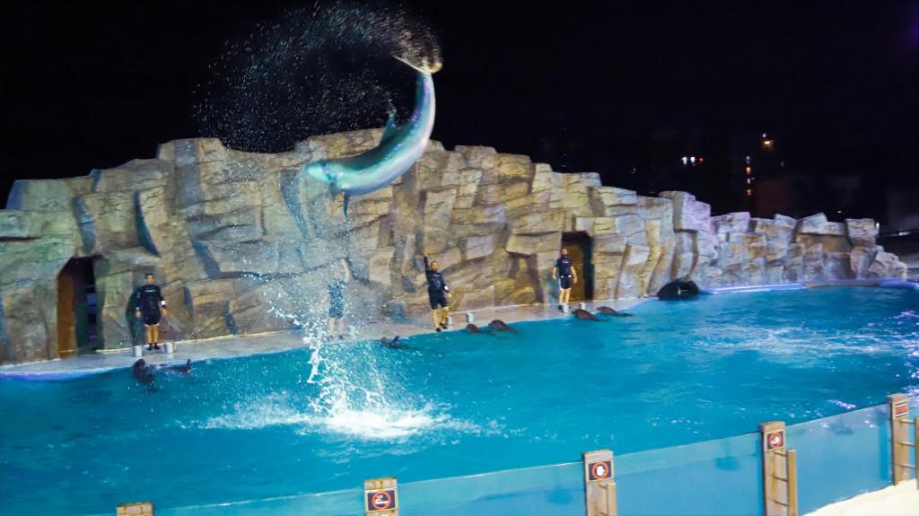 ბათუმის დელფინარიუმიბათუმის დელფინარიუმი Batumi Dolphinarium Батумский дельфинарий