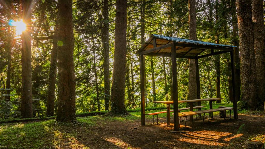 დენდროლოგიური პარკი, ერისთავების ციხე-დარბაზი, გორაბერეჟოული, ჩოხატაური, გურია - Dendrological Park, Eristavi Castle, Gorabeerezhuli, Chokhatauri, Guria