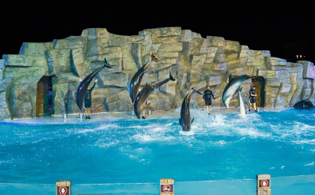 ბათუმის დელფინარიუმი Batumi Dolphinarium Батумский дельфинарий