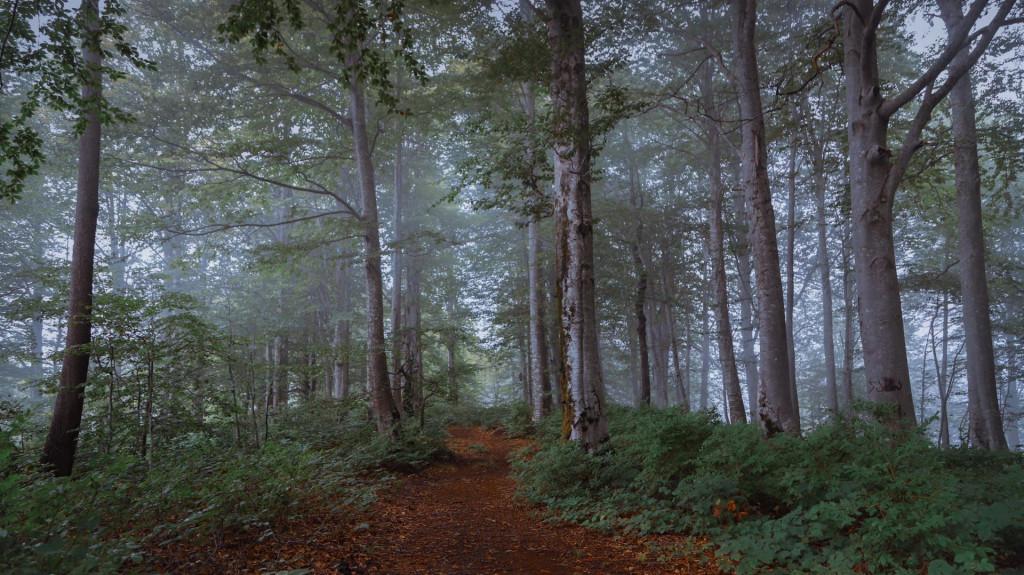 Mtirala National Park, Adjara, ეროვნული პარკი