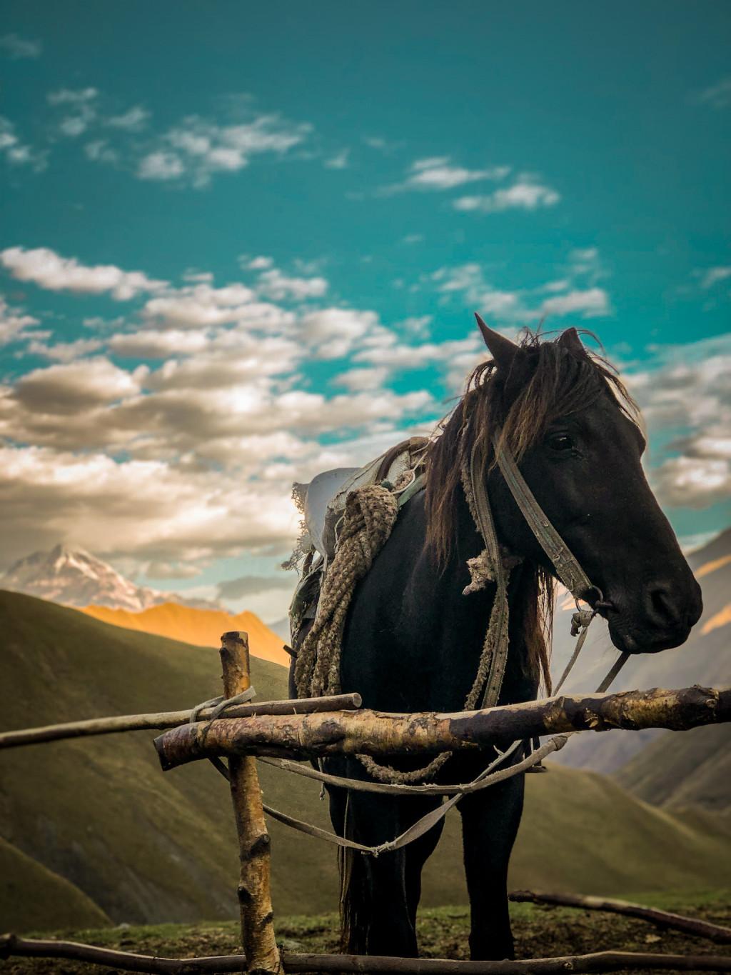 Horse riding in kazbegi