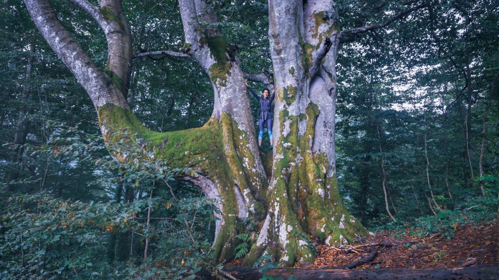 Mtirala National Park, Adjara, ეროვნული პარკი