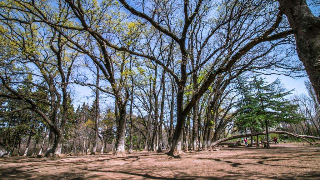 Dighomi Park, დიღმის ტყე-პარკი