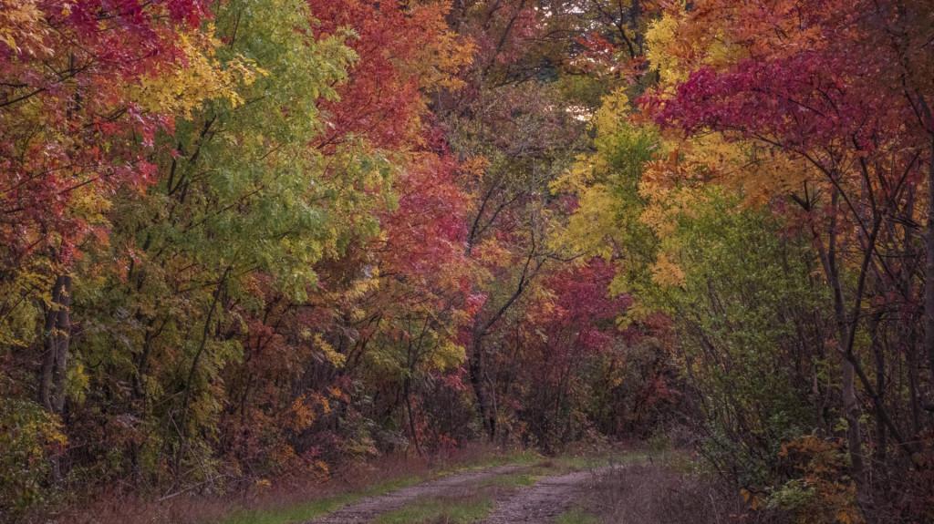 Tbilisi Dendrological Park, Autumn