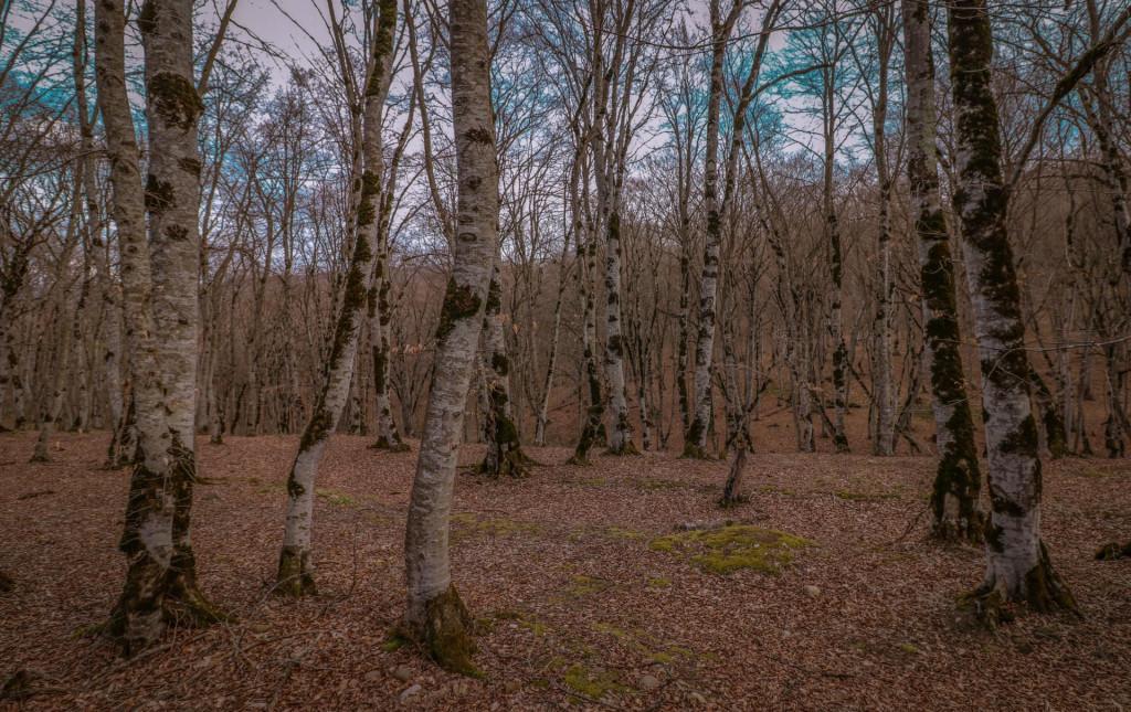 საბადურის ტყე - Sabaduri forest