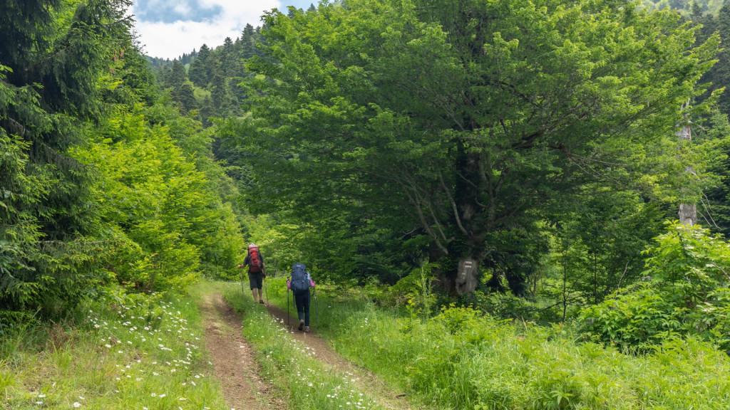 ნეძვის ეროვნული პარკი ბილიკი