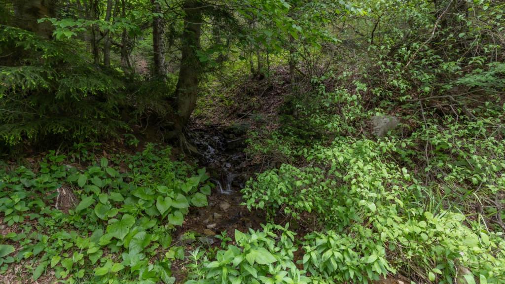 ნეძვის ეროვნული პარკი ბილიკი