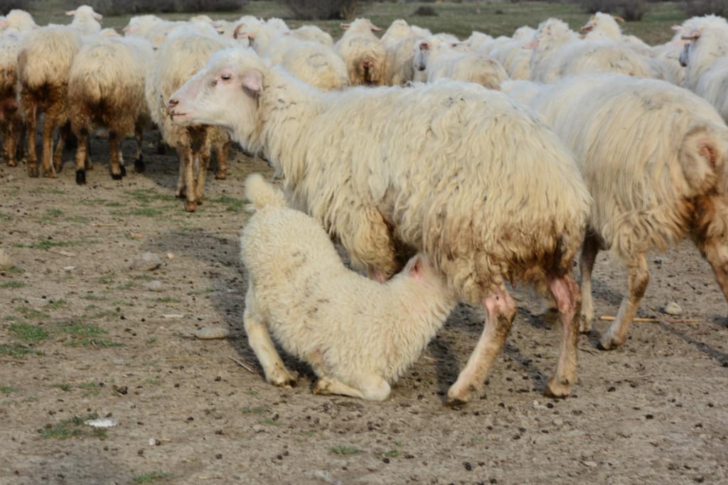 ANNUAL SPRING SHEEP TRANSHUMANCE TO TUSHETI
