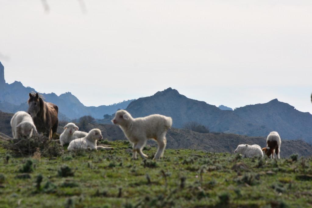 ANNUAL SPRING SHEEP TRANSHUMANCE TO TUSHETI