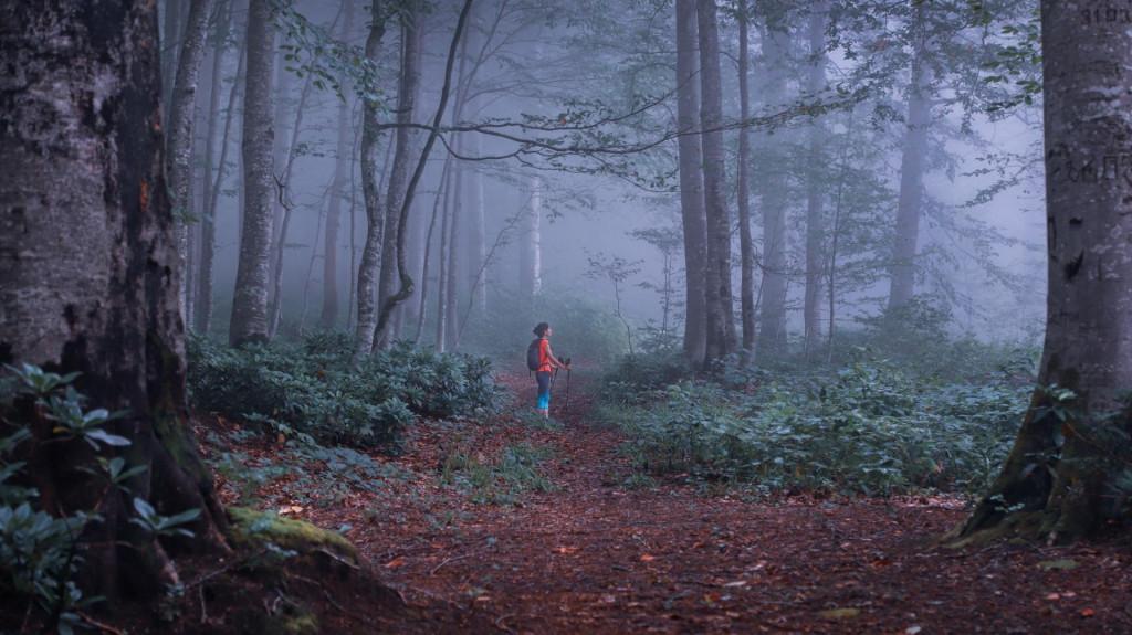 Mtirala National Park, Adjara, ეროვნული პარკი