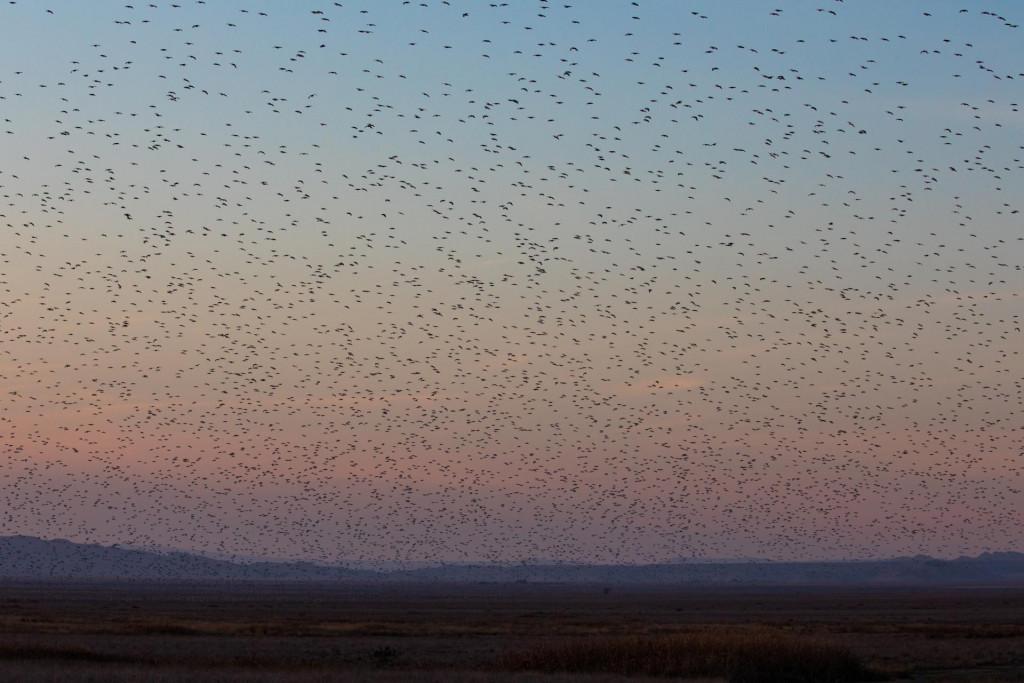 Private Wilderness Tour in Vashlovani National Park